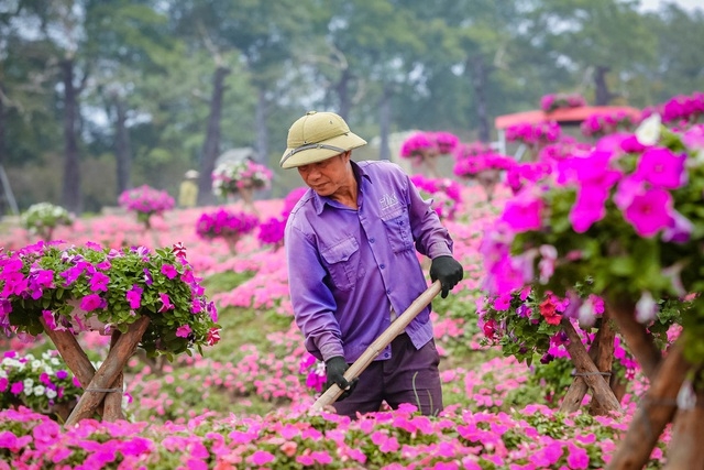 Purple carpet of impatiens walleriana for a sense of romance in Hanoi Purple carpet of impatiens walleriana for a sense of romance in Hanoi