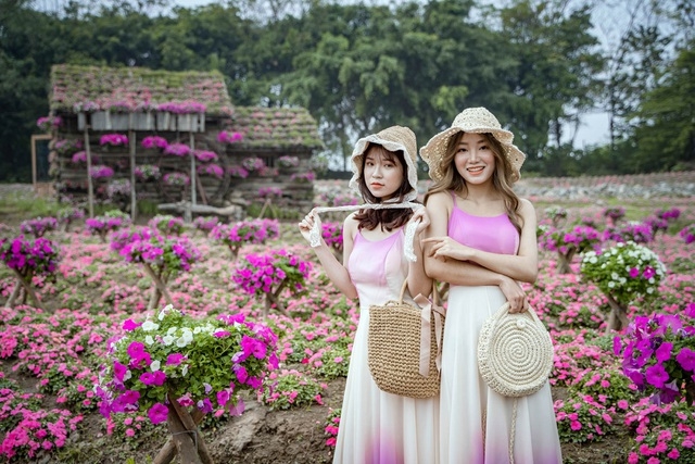Purple carpet of impatiens walleriana for a sense of romance in Hanoi Purple carpet of impatiens walleriana for a sense of romance in Hanoi