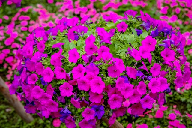 Purple carpet of impatiens walleriana for a sense of romance in Hanoi Purple carpet of impatiens walleriana for a sense of romance in Hanoi