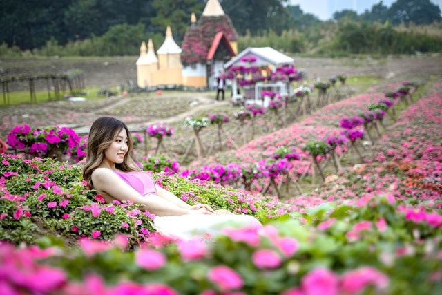 Purple carpet of impatiens walleriana for a sense of romance in Hanoi Purple carpet of impatiens walleriana for a sense of romance in Hanoi