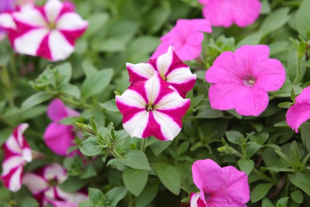 Purple carpet of impatiens walleriana for a sense of romance in Hanoi Purple carpet of impatiens walleriana for a sense of romance in Hanoi
