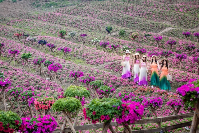 Purple carpet of impatiens walleriana for a sense of romance in Hanoi Purple carpet of impatiens walleriana for a sense of romance in Hanoi