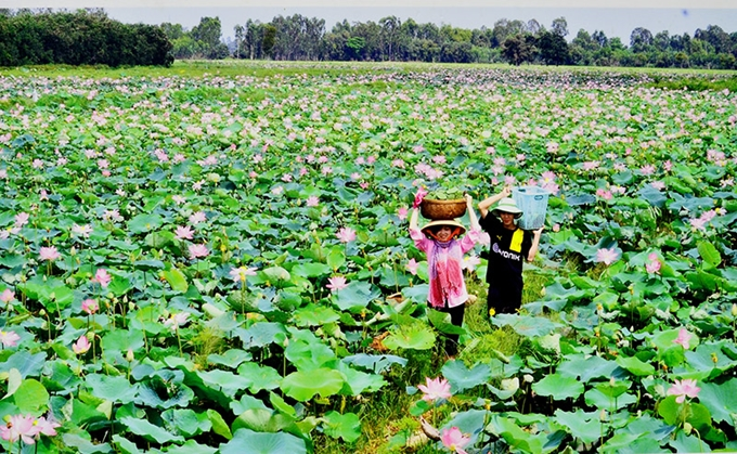 Đại sứ quán Bulgary rót tiền cho hoa sen Việt– cơ hội thay đổi cuộc đời người phụ nữ nông thôn Việt Nam
