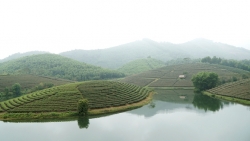 Ốc đảo chè có một không hai ở vùng biên giới Việt Nam