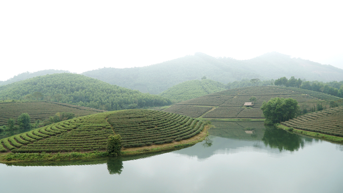 Ốc đảo chè có một không hai ở vùng biên giới Việt Nam oc dao che co mot khong hai o vung bien gioi viet nam