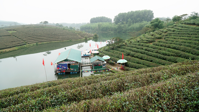 Ốc đảo chè có một không hai ở vùng biên giới Việt Nam oc dao che co mot khong hai o vung bien gioi viet nam