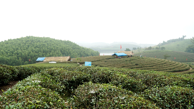 Ốc đảo chè có một không hai ở vùng biên giới Việt Nam oc dao che co mot khong hai o vung bien gioi viet nam