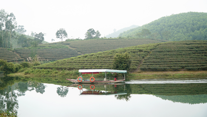 Ốc đảo chè có một không hai ở vùng biên giới Việt Nam oc dao che co mot khong hai o vung bien gioi viet nam