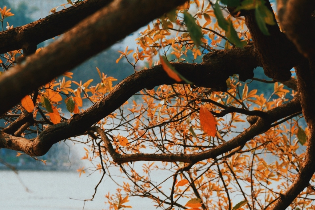 Hà Nội lọt top 25 điểm đến ưa chuộng nhất thế giới năm 2019 do TripAdvisor bình chọn ha noi lot top 25 diem den ua chuong nhat the gioi nam 2019 do tripadvisor binh chon