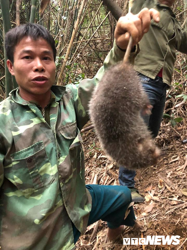 Săn lùng loài chuột khổng lồ trong rừng tây Yên Tử san lung loai chuot khong lo trong rung tay yen tu