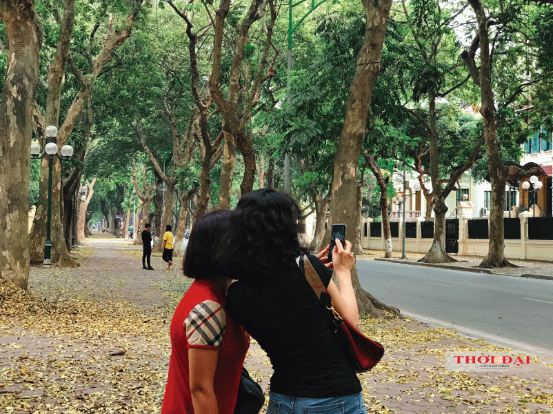 Người Hà Nội kéo nhau đến con đường lãng mạn nhất thủ đô mùa sấu thay lá nguoi ha noi keo nhau den con duong lang man nhat thu do mua sau thay la