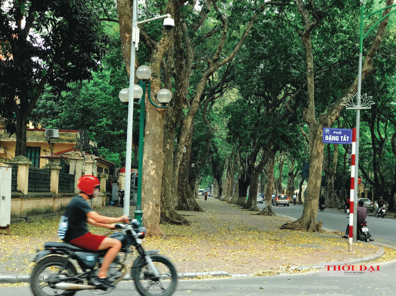 Người Hà Nội kéo nhau đến con đường lãng mạn nhất thủ đô mùa sấu thay lá nguoi ha noi keo nhau den con duong lang man nhat thu do mua sau thay la