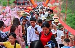 hoa man moc chau thuc giac som nhuom trang nui rung vao xuan