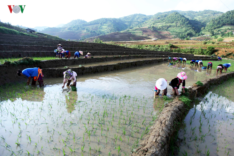 anh mua nuoc do lai chau lam xieu long du khach