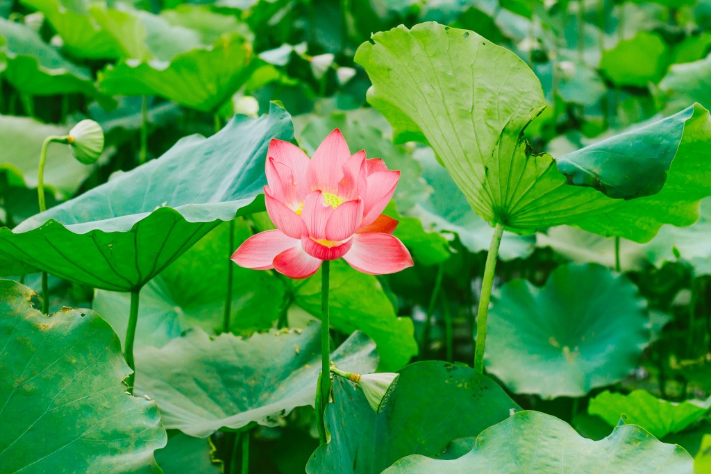 Về Quảng Trị ngắm làng sen Phương Sơn nở bừng trong nắng hạ ve quang tri ngam lang sen phuong son no bung trong nang ha