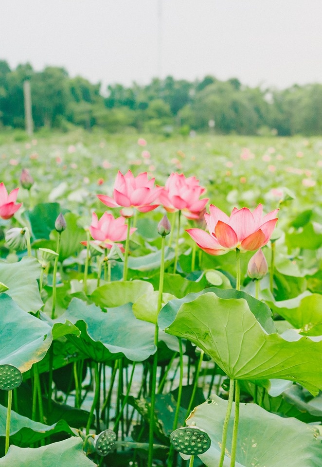 Về Quảng Trị ngắm làng sen Phương Sơn nở bừng trong nắng hạ ve quang tri ngam lang sen phuong son no bung trong nang ha