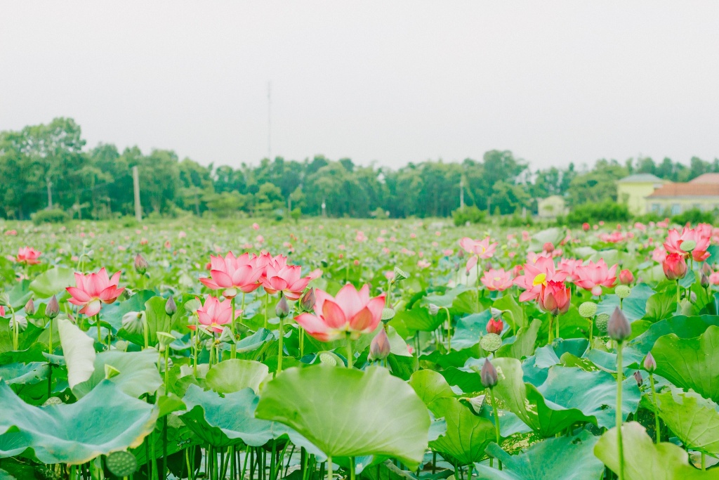 Về Quảng Trị ngắm làng sen Phương Sơn nở bừng trong nắng hạ ve quang tri ngam lang sen phuong son no bung trong nang ha