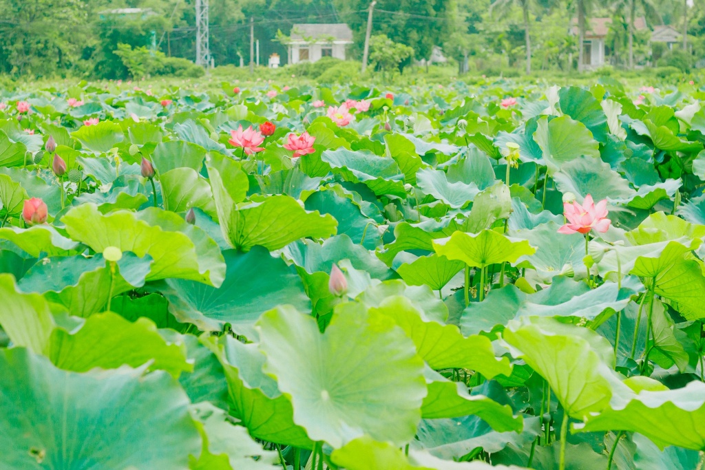 Về Quảng Trị ngắm làng sen Phương Sơn nở bừng trong nắng hạ ve quang tri ngam lang sen phuong son no bung trong nang ha