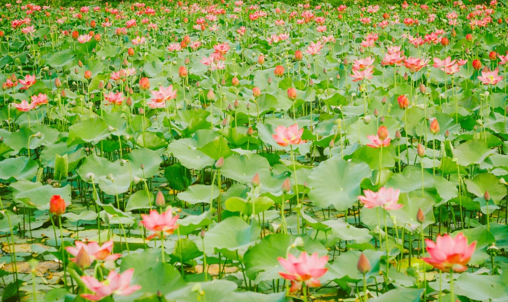 Về Quảng Trị ngắm làng sen Phương Sơn nở bừng trong nắng hạ ve quang tri ngam lang sen phuong son no bung trong nang ha