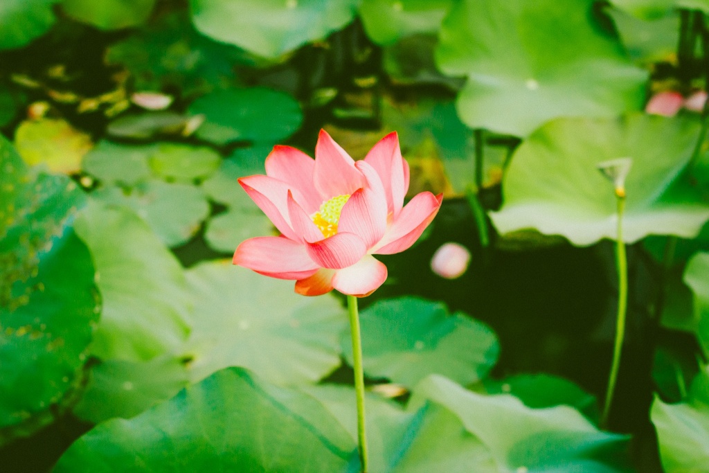 Về Quảng Trị ngắm làng sen Phương Sơn nở bừng trong nắng hạ ve quang tri ngam lang sen phuong son no bung trong nang ha