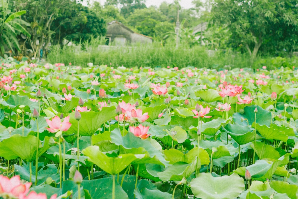 Về Quảng Trị ngắm làng sen Phương Sơn nở bừng trong nắng hạ ve quang tri ngam lang sen phuong son no bung trong nang ha