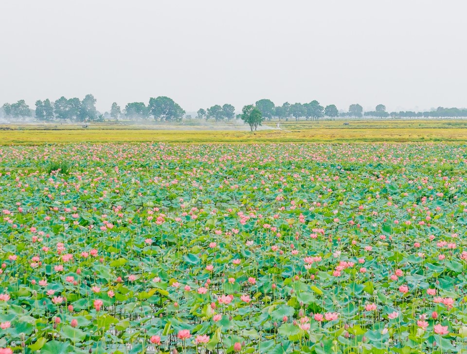 Về Quảng Trị ngắm làng sen Phương Sơn nở bừng trong nắng hạ ve quang tri ngam lang sen phuong son no bung trong nang ha