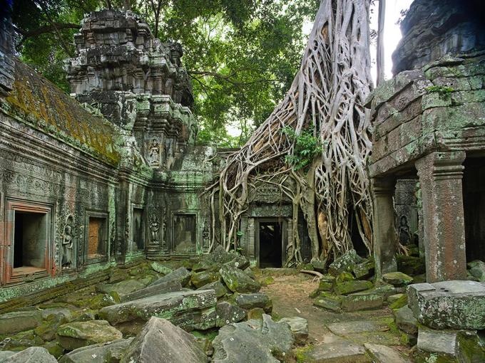 Những cây xanh trở thành biểu tượng trên thế giới nhung cay xanh tro thanh bieu tuong tren the gioi