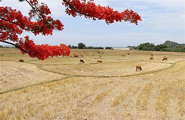 Tiếp tục nâng cao hình ảnh, vai trò của Việt Nam tại diễn đàn UNESCO | Văn hóa | Vietnam+ (VietnamPlus) Tiếp tục nâng cao hình ảnh, vai trò của Việt Nam tại diễn đàn UNESCO | Văn hóa | Vietnam+ (VietnamPlus)