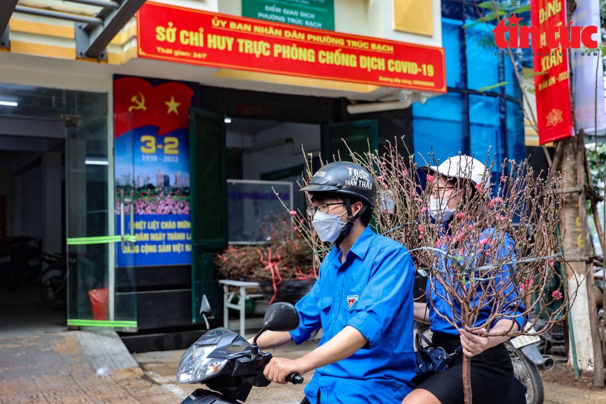Hà Nội: Mang đào Tết đến tận nhà cho các F0 Chú thích ảnh