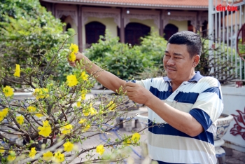 Làng trồng mai vàng thành phố Hồ Chí Minh tất bật vào vụ Tết