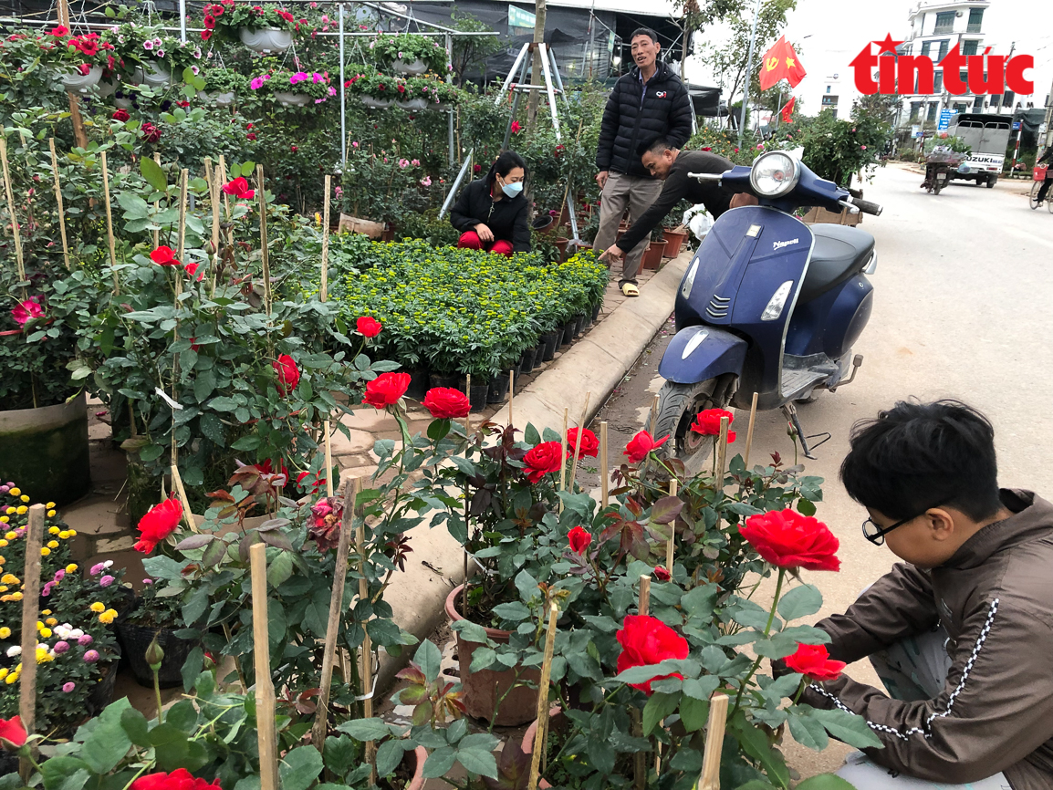 Làng hoa Xuân Quan nhộn nhịp vào vụ Tết Chú thích ảnh