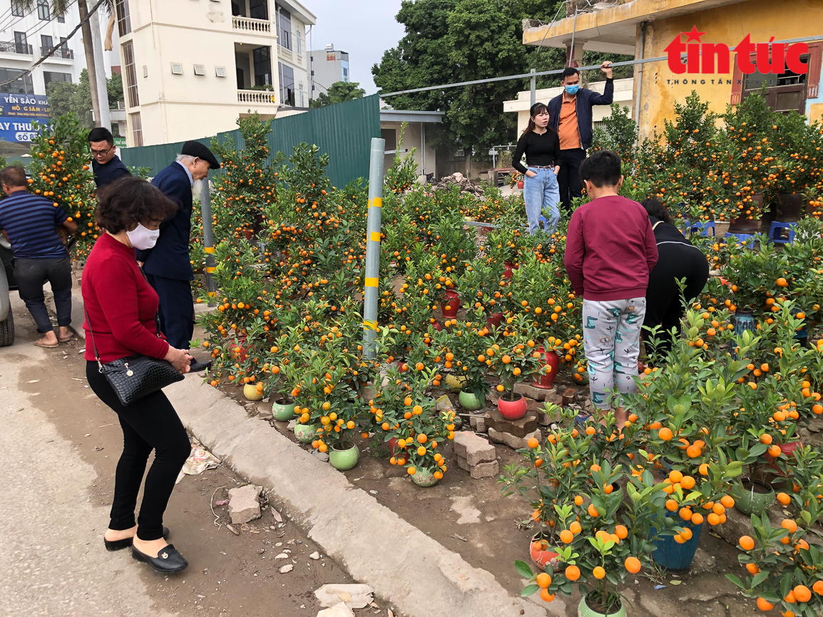 Làng hoa Xuân Quan nhộn nhịp vào vụ Tết Chú thích ảnh