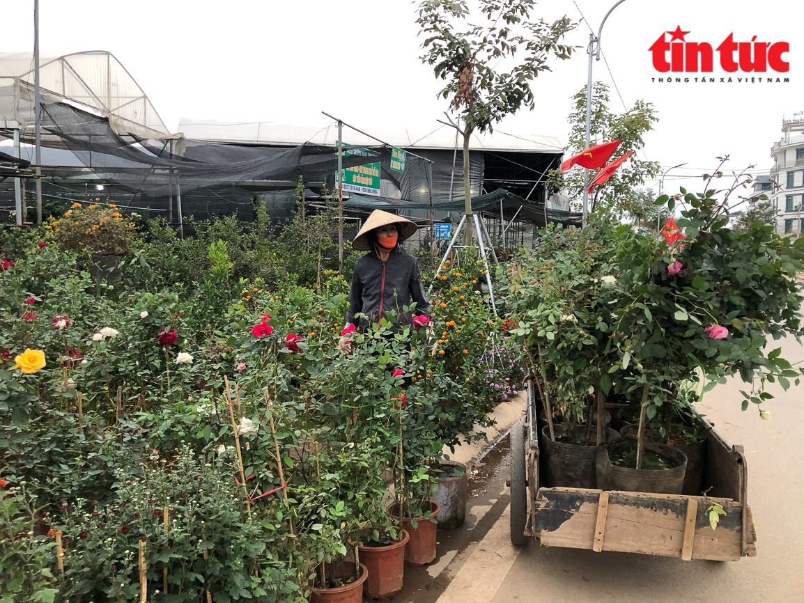 Làng hoa Xuân Quan nhộn nhịp vào vụ Tết Chú thích ảnh