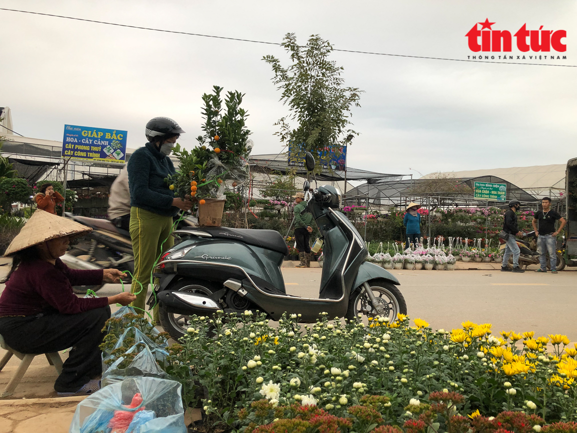 Làng hoa Xuân Quan nhộn nhịp vào vụ Tết Chú thích ảnh