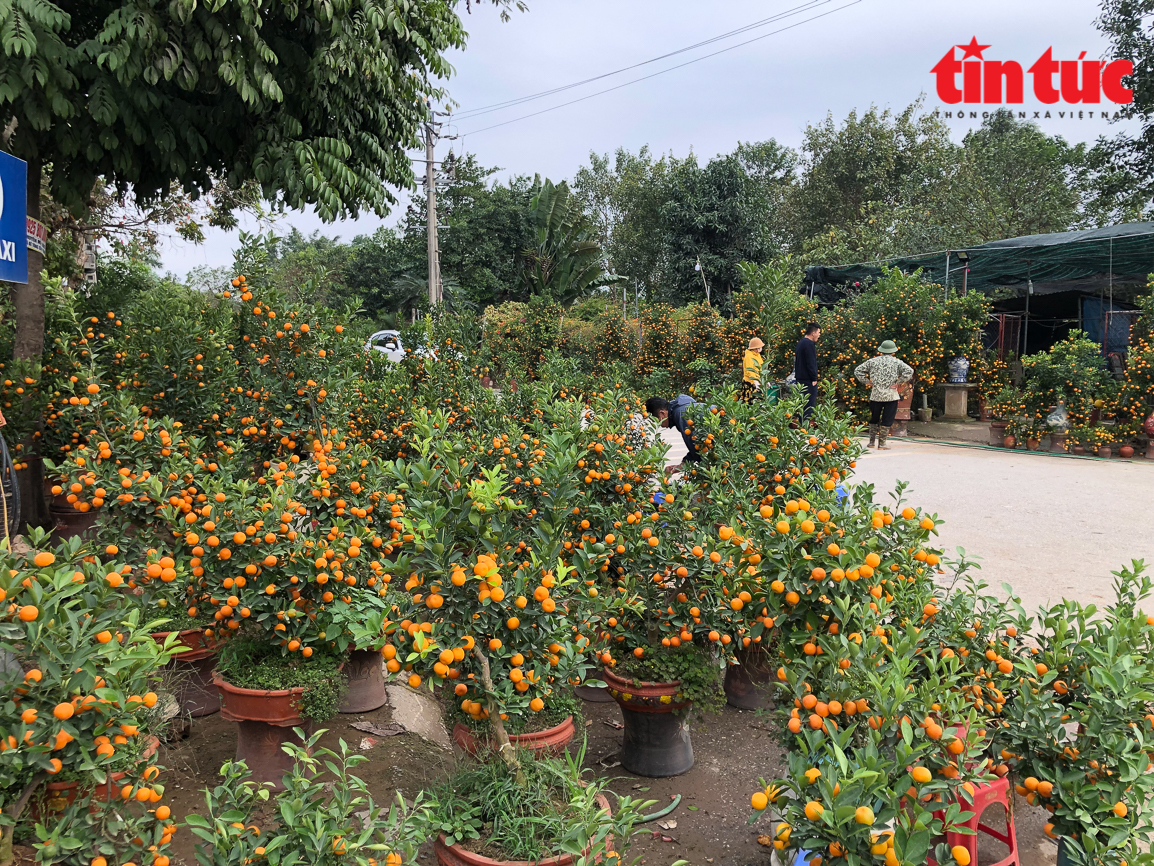 Làng hoa Xuân Quan nhộn nhịp vào vụ Tết Chú thích ảnh