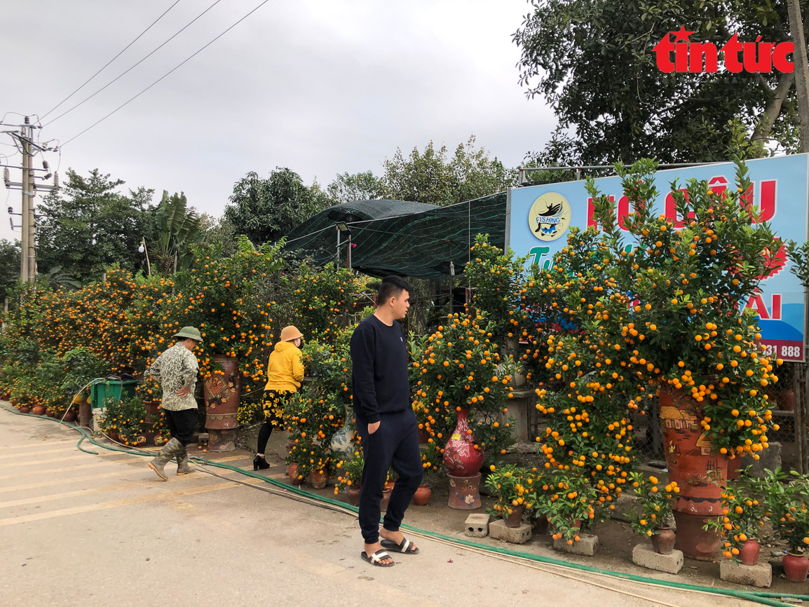 Làng hoa Xuân Quan nhộn nhịp vào vụ Tết Chú thích ảnh