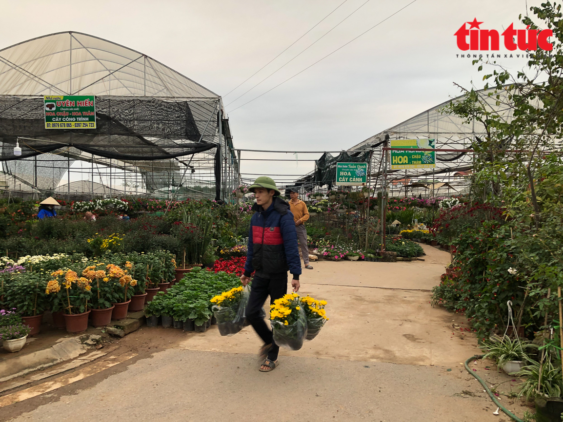 Làng hoa Xuân Quan nhộn nhịp vào vụ Tết Chú thích ảnh