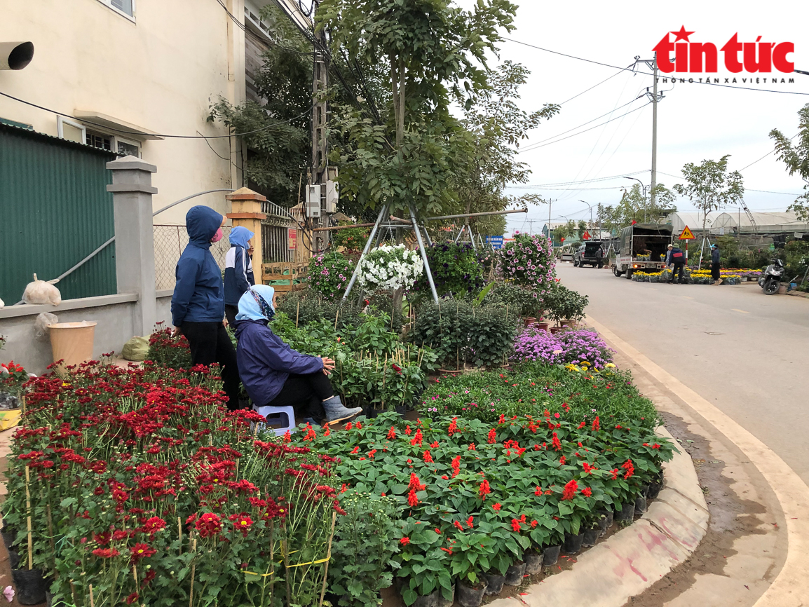 Làng hoa Xuân Quan nhộn nhịp vào vụ Tết Chú thích ảnh
