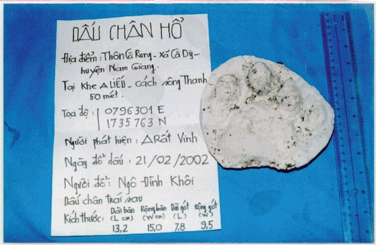 Dấu chân hổ tại Vườn Quốc gia Sông Thanh năm 2002.