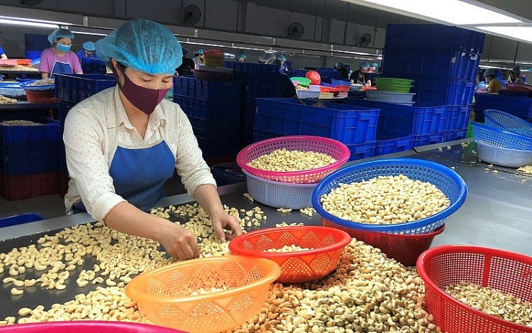 Công nhân sơ chế nhân điều tại một doanh nghiệp chế biến hạt điều ở tỉnh Bình Phước. Công nhân sơ chế nhân điều tại một doanh nghiệp chế biến hạt điều ở tỉnh Bình Phước.