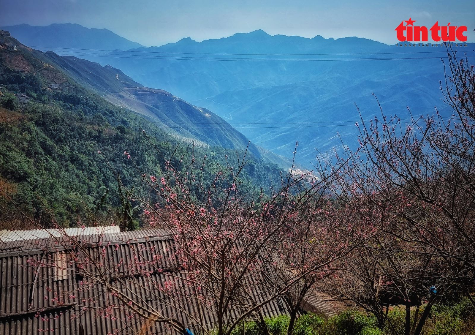 Tươi thắm sắc đào rừng Tây Bắc trên núi cao hùng vĩ Chú thích ảnh