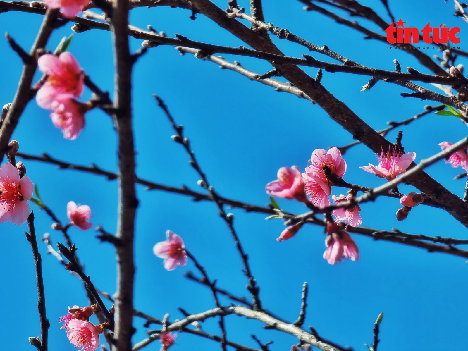 Tươi thắm sắc đào rừng Tây Bắc trên núi cao hùng vĩ Chú thích ảnh