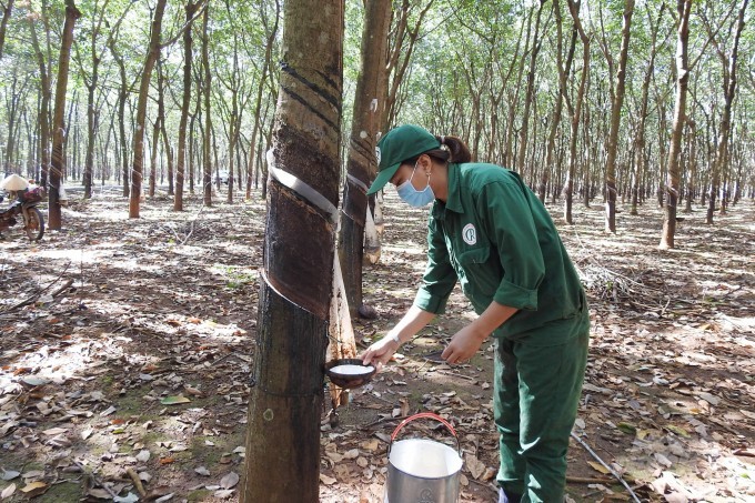 Việt Nam đứng vị trí thứ 3 cung cấp cao su cho Hàn Quốc Việt Nam đứng vị trí thứ 3 cung cấp cao su cho Hàn Quốc