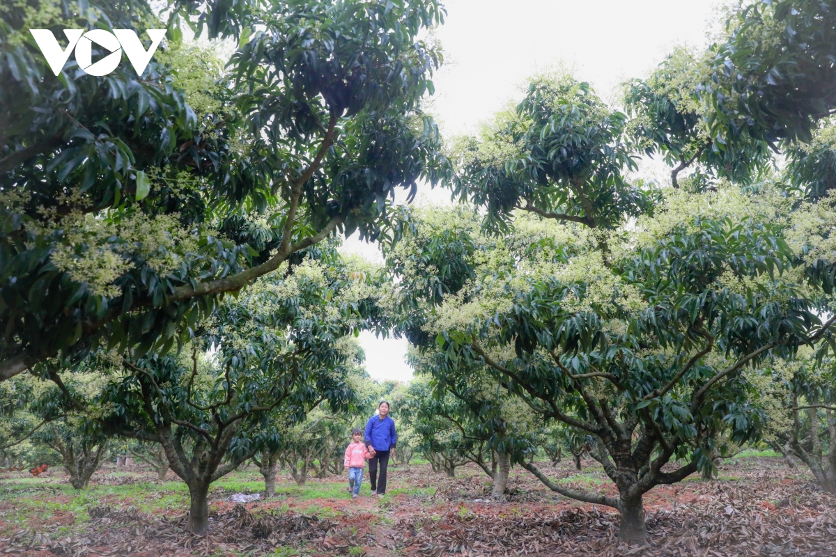 Lạc vào vườn hoa vải đẹp mê hồn ở Lục Ngạn (Bắc Giang) Lạc vào vườn hoa vải đẹp mê hồn ở Lục Ngạn (Bắc Giang)