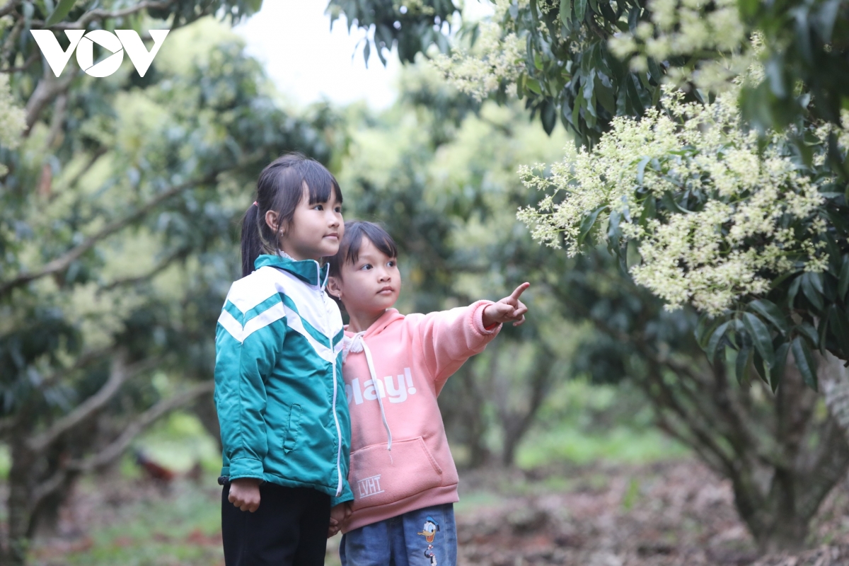 Lạc vào vườn hoa vải đẹp mê hồn ở Lục Ngạn (Bắc Giang) Lạc vào vườn hoa vải đẹp mê hồn ở Lục Ngạn (Bắc Giang)