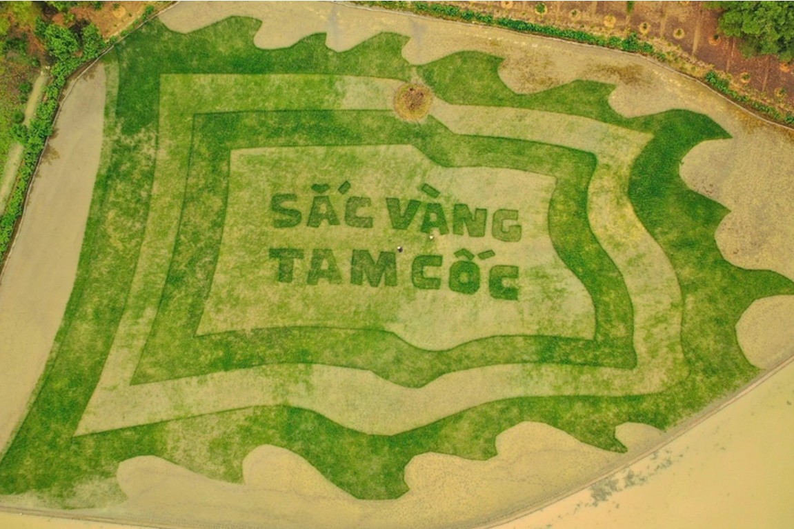 Trầm trồ cánh đồng lúa hình lá cờ hội "khổng lồ" đẹp như tranh ở Tam Cốc Trầm trồ cánh đồng lúa hình lá cờ hội "khổng lồ" đẹp như tranh ở Tam Cốc