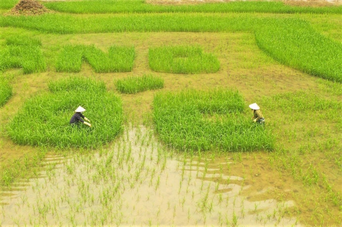 Trầm trồ cánh đồng lúa hình lá cờ hội "khổng lồ" đẹp như tranh ở Tam Cốc Trầm trồ cánh đồng lúa hình lá cờ hội "khổng lồ" đẹp như tranh ở Tam Cốc