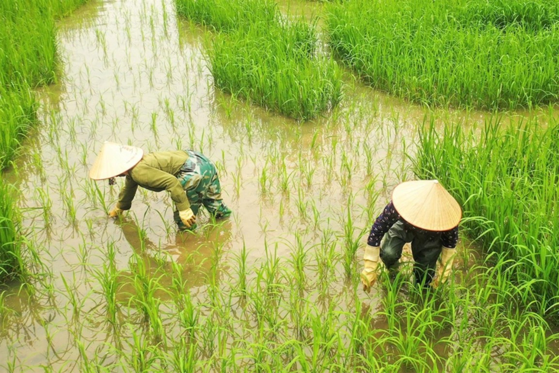 Trầm trồ cánh đồng lúa hình lá cờ hội "khổng lồ" đẹp như tranh ở Tam Cốc Trầm trồ cánh đồng lúa hình lá cờ hội "khổng lồ" đẹp như tranh ở Tam Cốc