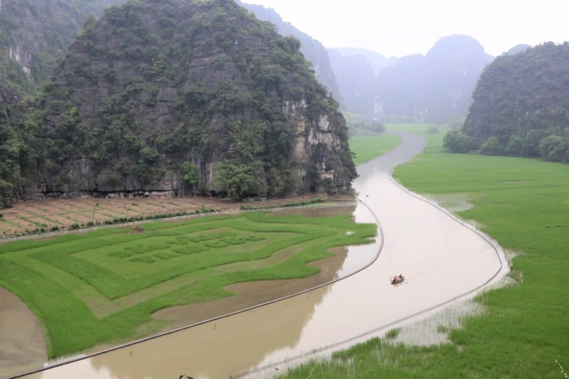 Trầm trồ cánh đồng lúa hình lá cờ hội "khổng lồ" đẹp như tranh ở Tam Cốc Trầm trồ cánh đồng lúa hình lá cờ hội "khổng lồ" đẹp như tranh ở Tam Cốc