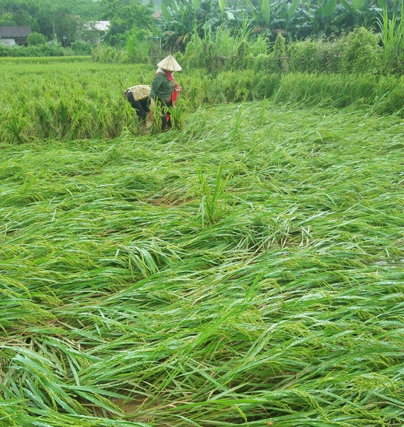 Diện tích gãy, đổ sẽ ảnh hưởng đến năng suất, sản lượng cây trồng. Diện tích gãy, đổ sẽ ảnh hưởng đến năng suất, sản lượng cây trồng.
